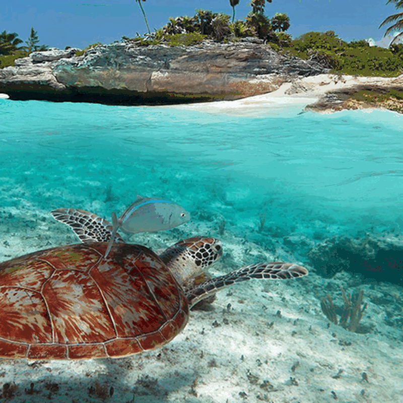 Dorado Seaside – Akumal - Imagen 3